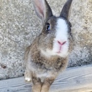 うさぎ島