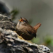 可愛い鳥のご紹介☆彡