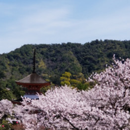 お花見♪