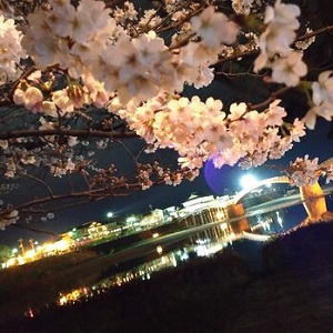 夜桜